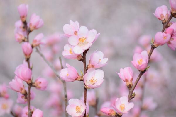 櫻花怎么施肥，櫻花的施肥可以從4步進行