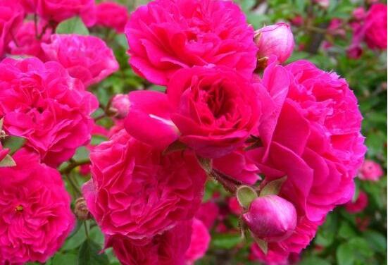 薔薇花怎么澆水，薔薇花澆水方法