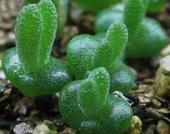 碧光環種植方法，擇健康種子、保水保肥土壤/淺盆為主
