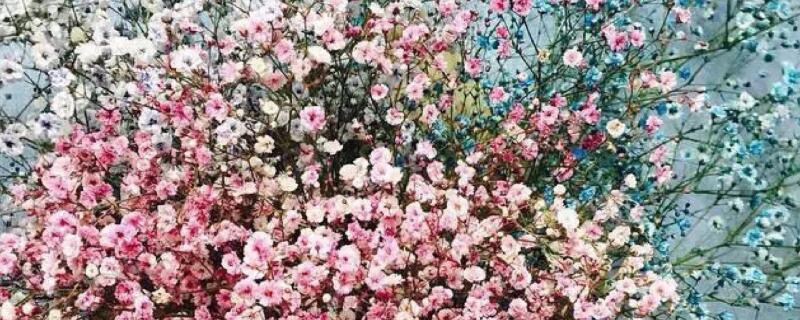 滿天星發(fā)芽后多久開花