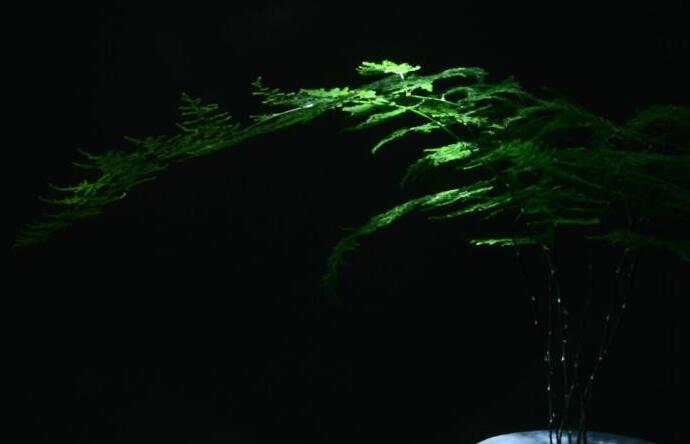 矮文竹怎么澆水，不合理的澆水會導致根部腐爛