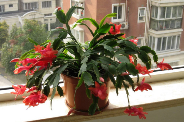 蟹爪蘭開花期間的養(yǎng)護，控制溫度并加強光照