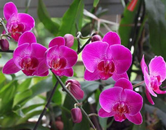 蝴蝶蘭什么時候開花，蝴蝶蘭一年開幾次花