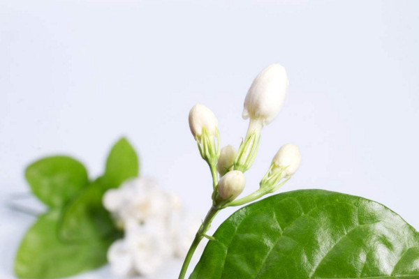 家里為什么不能種茉莉，香味過(guò)濃寓意不好