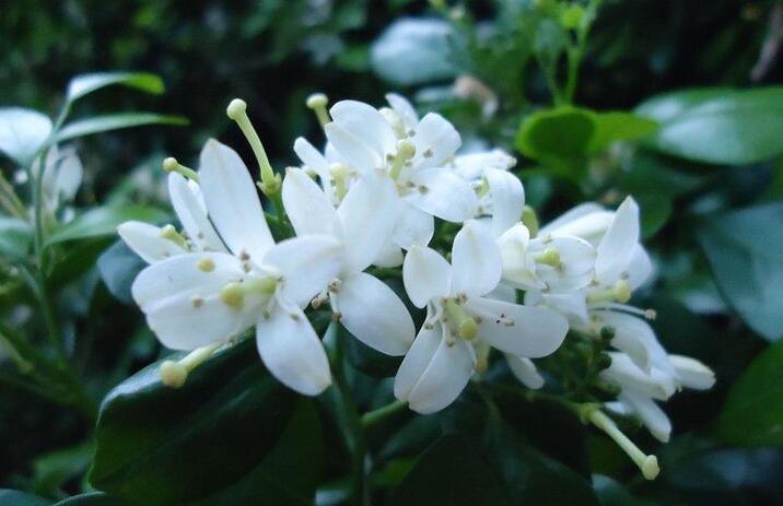 九里香幾月份開花，生長環(huán)境不同花期也不一樣