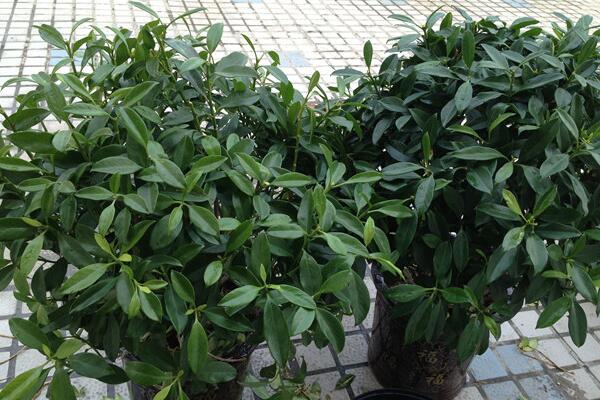 平安樹怎么換盆，刨土取/干澆水移植/給足營(yíng)養(yǎng)三步搞定