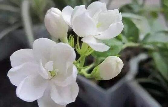 茉莉花怎么養(yǎng)，茉莉花養(yǎng)殖方法