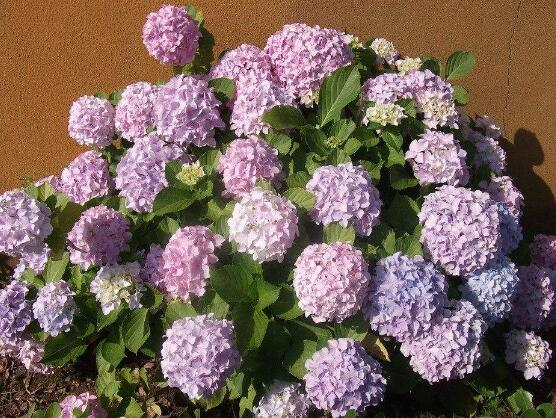 繡球花夏季怎么養，六個方法教你安然度夏
