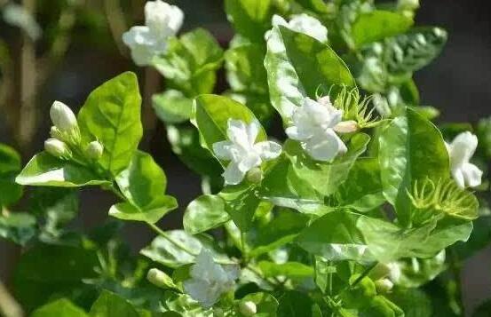 茉莉花什么時候開花，茉莉花一年可開三次花