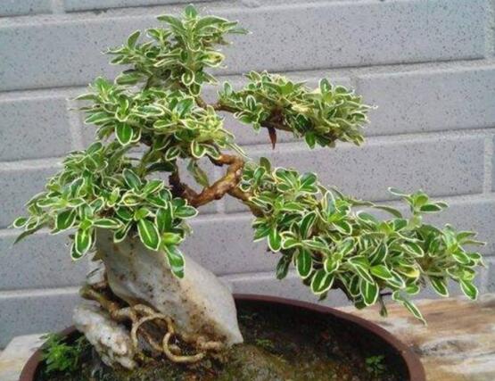 六月雪不發芽怎么辦，教你三種最直觀解決辦法