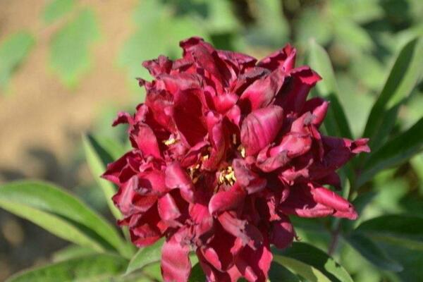芍藥花怎么養(yǎng)，充足的光照以及合理的肥水