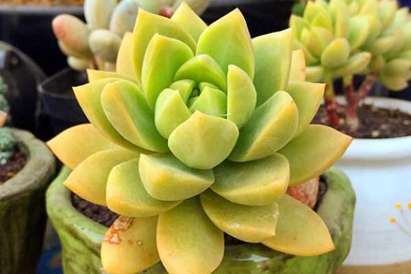 寶石花掉下來是怎么了，可能是以下5種原因導致