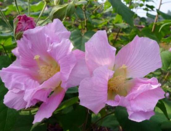 芙蓉花的功效與作用，凈化空氣、固土護坡、調經止血