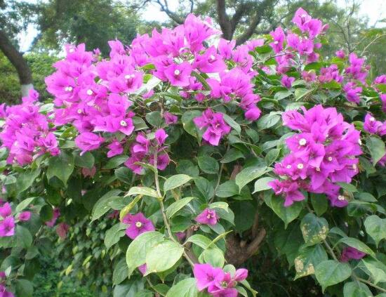 三角梅是哪個市的市花，三角梅花語是什么