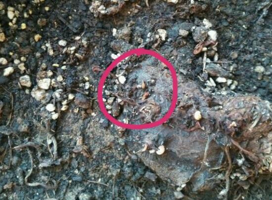 仙客來不長葉子怎么辦，仙客來葉子不茂盛處理方法