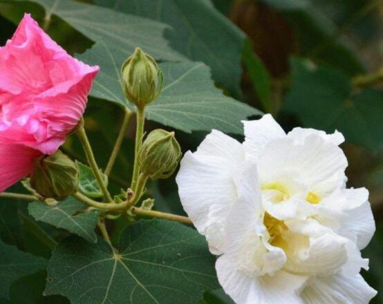 白色芙蓉花花語是什么，代表著早熟、纖細(xì)之美、純潔