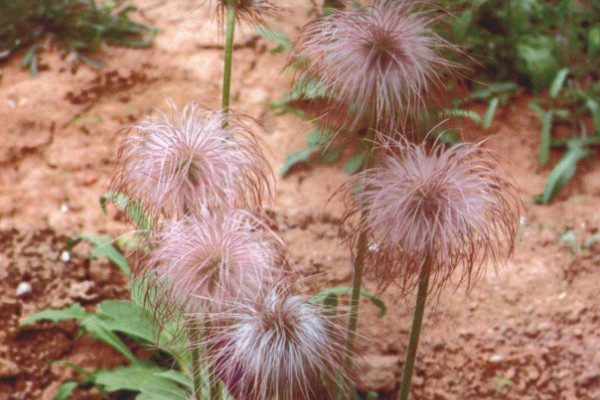 長(zhǎng)的像蒲公英的植物叫什么