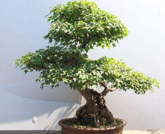 六月雪有毒嗎，六月雪可以養(yǎng)殖在室內嗎