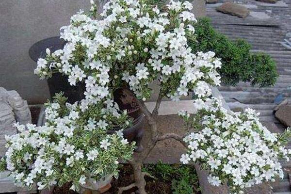 六月雪開花時間，每年的5-7月開花（6月開的最旺）