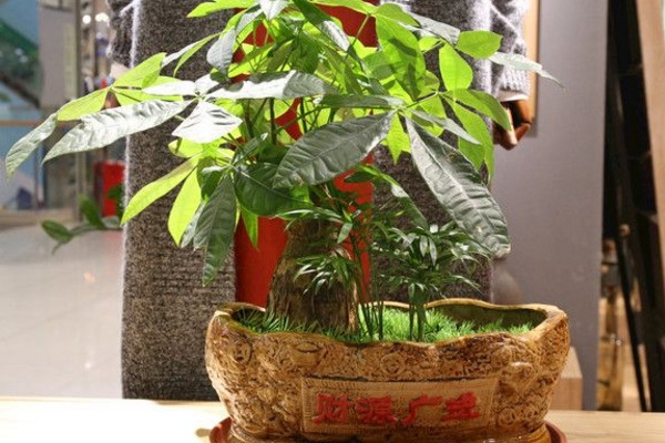 發財樹葉子發黃怎么回事，光照過強/土壤不適/澆水過多