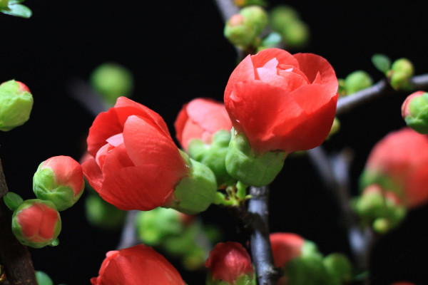 家里養(yǎng)海棠花不吉利，這種說法不可信