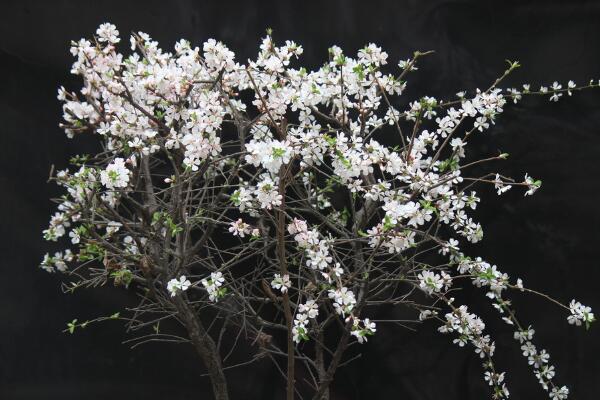 櫻花一般什么時候開，每年的三月中旬到四月下旬