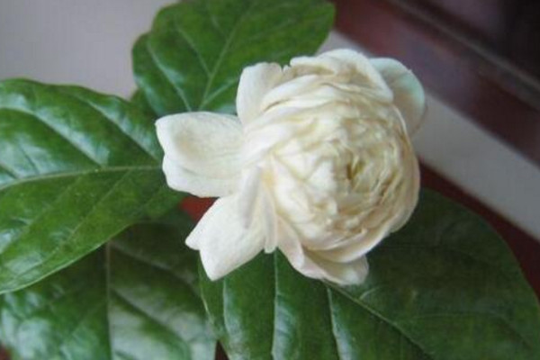 虎頭茉莉有毒嗎，沒有毒性可以方向養(yǎng)護(hù)