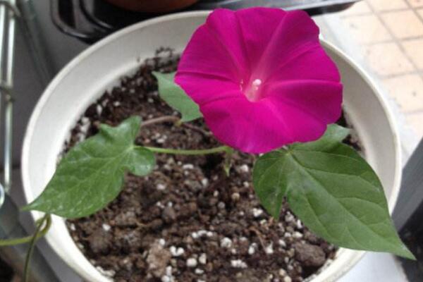 牽牛花的種植方法圖解，確保種子成活的4大要點(diǎn)