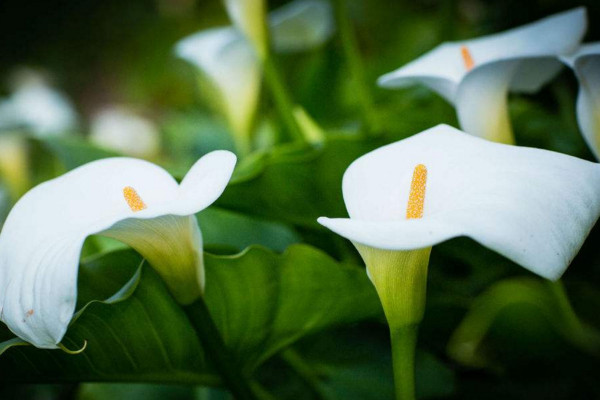 馬蹄蓮開花后怎么處理，花后1~2周進(jìn)行修剪