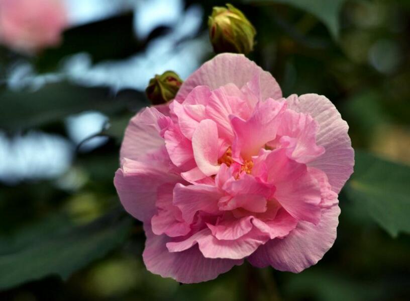 盆栽芙蓉花的養(yǎng)殖方法，養(yǎng)護(hù)得當(dāng)可以花開(kāi)滿園