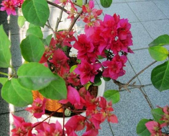 三角梅什么時候開花，三角梅為什么不開花
