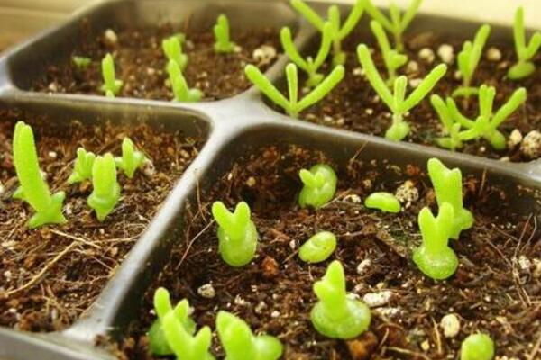 碧光環(huán)播種多久能長大，種后一星期發(fā)芽四個(gè)月長大
