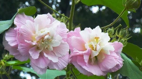 木芙蓉花有蕾不開花怎么回事，影響植株開花的5大因素