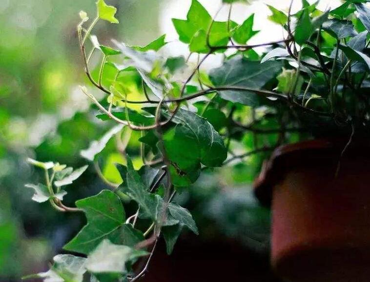 常春藤葉子發(fā)蔫咋補救，適合的光照和溫度很重要