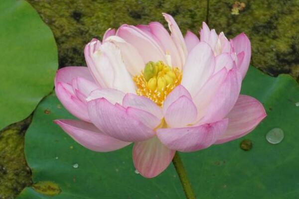 室內(nèi)荷花冬天怎么養(yǎng)，保證溫度并加強(qiáng)光照