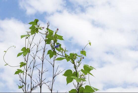 牽牛花的花語是什么，牽牛花代表著愛情、冷靜、虛幻、愛情永固