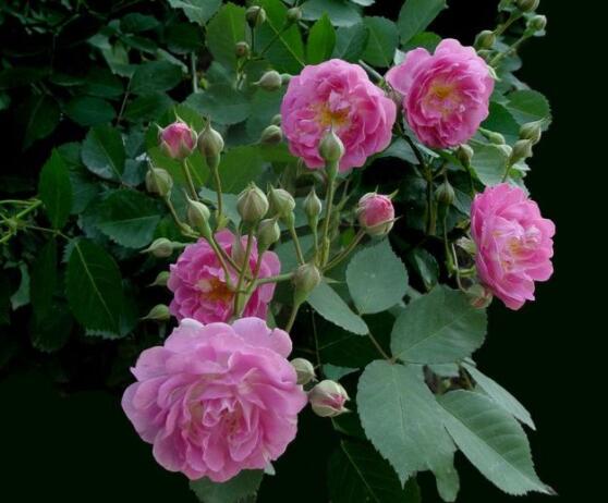 薔薇花的修剪方法，教你兩種最有效修剪技巧(花芽與花期)