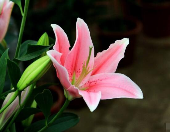 百合花插花瓶怎么養(yǎng)，教你六種基本步驟花開(kāi)滿瓶