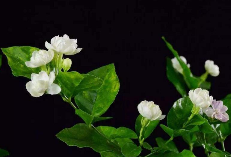 茉莉花開花后怎么辦，要及時(shí)修剪和施肥等3個(gè)方面的養(yǎng)護(hù)