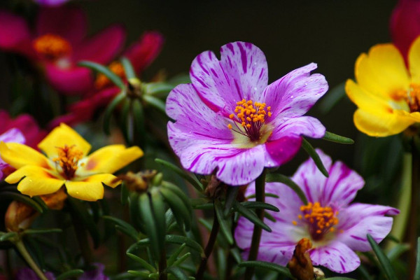 太陽(yáng)花不開(kāi)花怎么辦，補(bǔ)充光照/控水控濕等