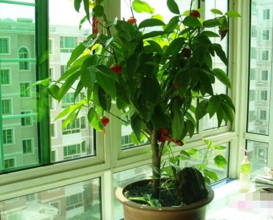 平安樹為什么不發新芽，三種原因以及解決方法