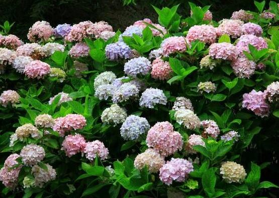 繡球花怎么過冬，教你四點養殖技巧便安然過冬