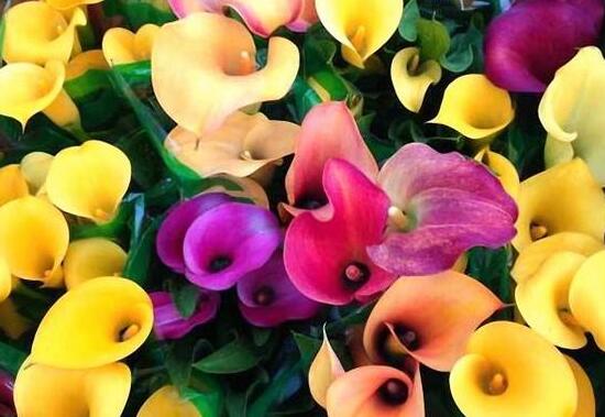 彩馬蹄蓮的養(yǎng)殖方法，做好五個(gè)要點(diǎn)花開艷麗