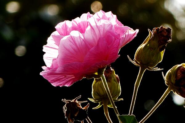 芙蓉花葉子蔫了怎么辦，找到原因立即處理