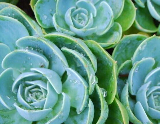 寶石花怎么澆水，不同季節不同澆水量(控水為主)