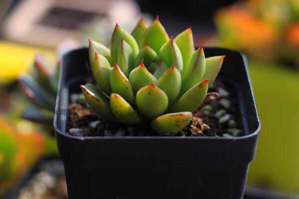 寶石花掉下來是怎么了，可能是以下5種原因導致