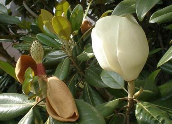 橡皮樹(shù)開(kāi)花嗎，橡皮樹(shù)多久開(kāi)花(一年兩次）