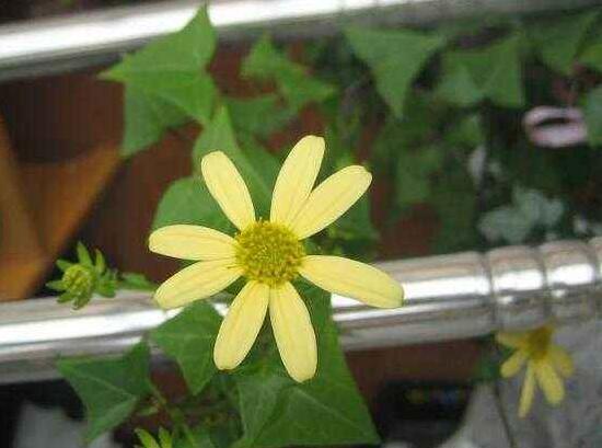 常春藤會(huì)開花嗎，常春藤什么時(shí)候開花