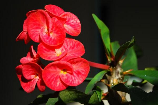 大花虎刺梅的養(yǎng)殖方法，5步教你養(yǎng)好大花虎刺梅