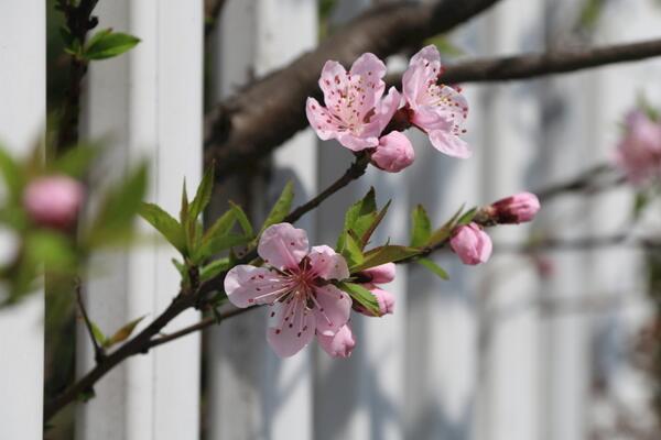 海棠花和櫻花的區別，觀察枝條、花朵很容易區分它們
